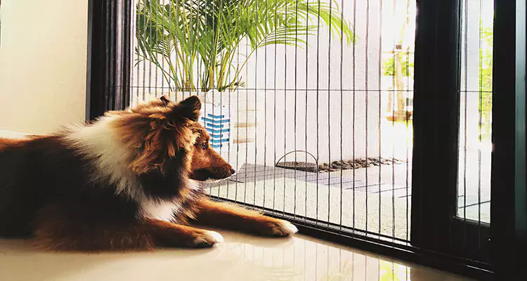 Sliding Screen Pet Door Repair in Tarpon Springs, FL