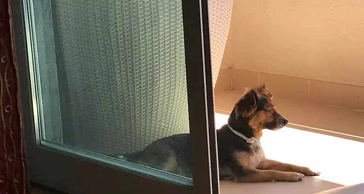 French Door Pet Screen Repair in Tarpon Springs, FL